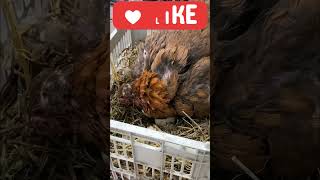 Don't try This - Hen died Duck babies - Failed Egg hatching