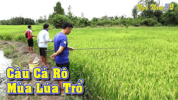 Câu Cá Rô Trê Ruộng Lúa Trúng Ổ Cá Giật Đã Tay Và Cái Kết - Cá Chim Nướng Đã Thèm/Fishing/NGÃ NĂM TV