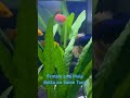 Female and male betta fish on same tank fighting bettafish femalebetta bettafighter betta