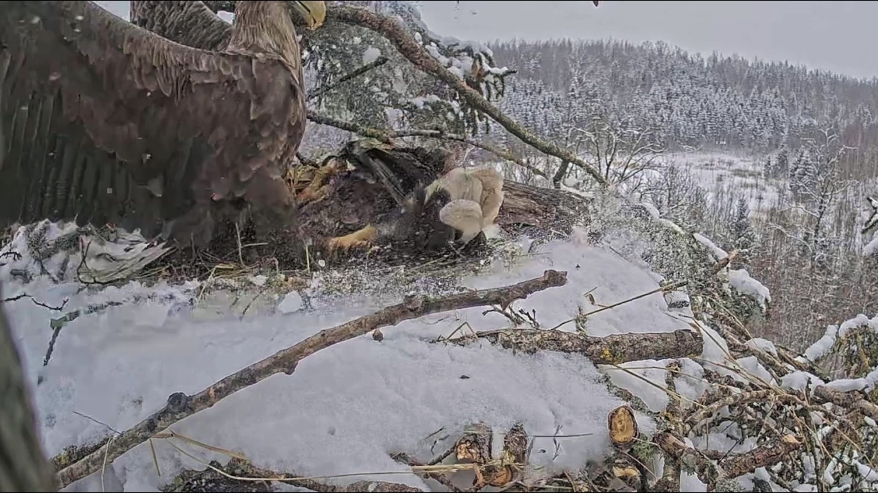 Jūras ērgļis~😯😁 Milda almost throws Zorro out of the nest!💕Mating&Eagle kisses ~1:49 PM 2026/02/19