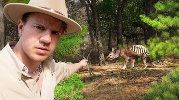 The Extinct Animal That MIGHT Still Exist (Thylacine)