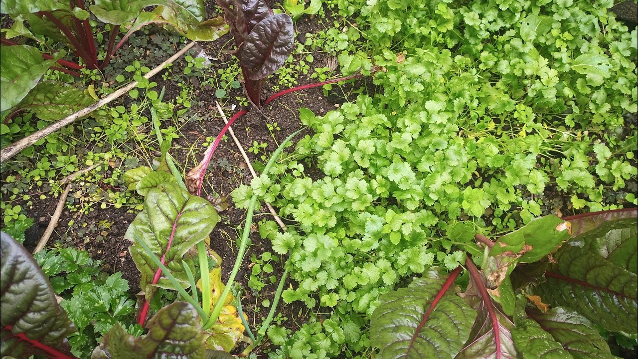 Vegetables You Can Plant in October +What I Plant! Fall Vegetables Plant! YouTube