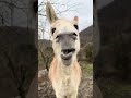 feed my donkey orange