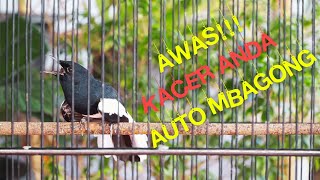 Kacer Gacor Isian Mewah Speed Rapat Roll Tembak! Buat Kacer Lain Emosi Buka Ekor! Tes Mental Kacer