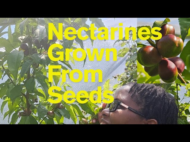 Nectarines Grown from Seeds #peaches #nectarine #growingfruits - YouTube