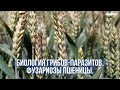Биология грибов-паразитов. Фузариоз пшеницы (частичная белоколосица или пустоколосица).