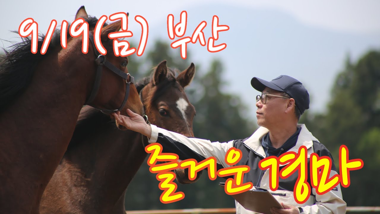 김호경마 9월 19일 금요일 부산경마방송