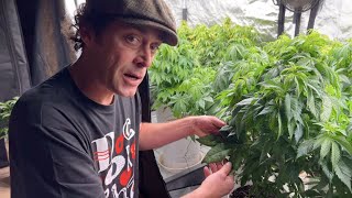 Why your cannabis plant has wide leaves? 🍁