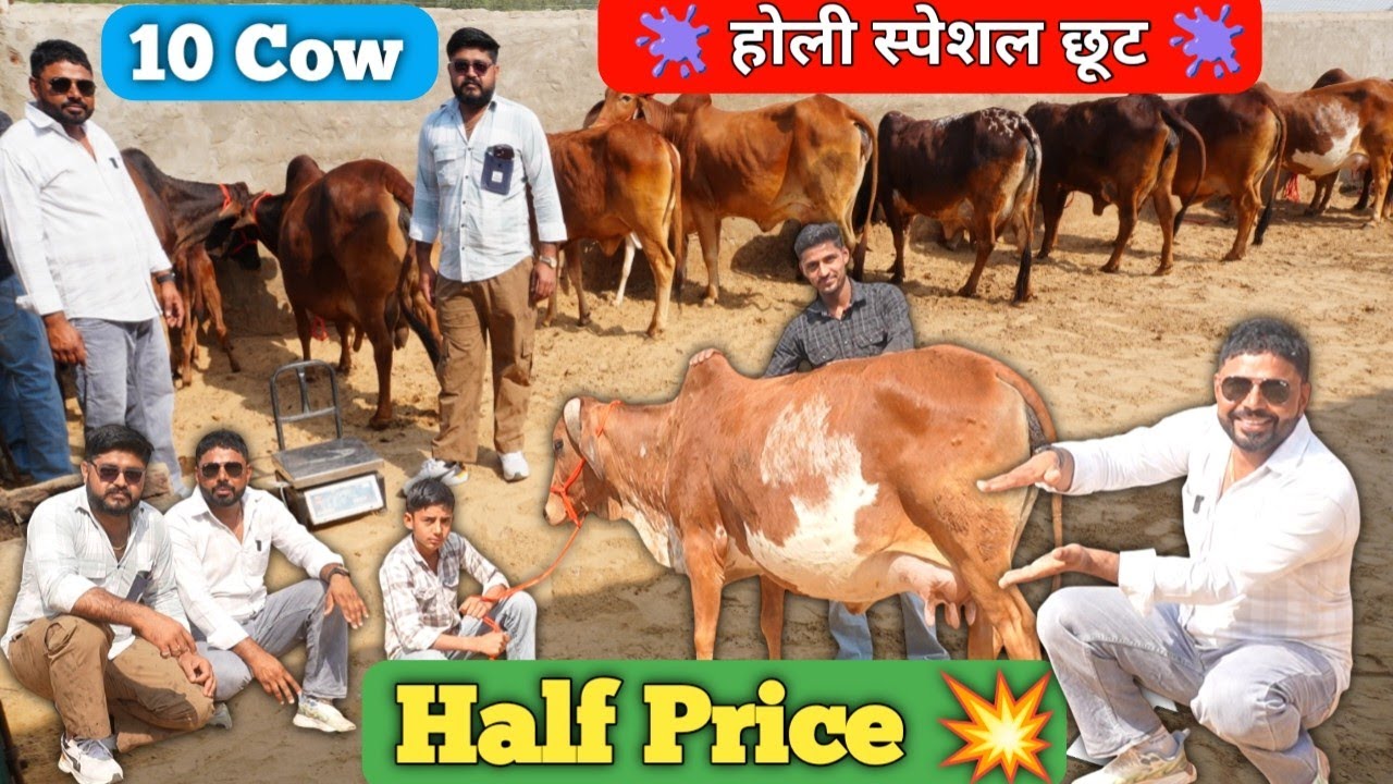 ​होली महा-धमाका: 🫟 आधी कीमत में 10 गाय और 1 Sahiwal बुल 😱 दूध तौलकर लें, ऐसा ऑफर फिर कभी नहीं मिलेगा