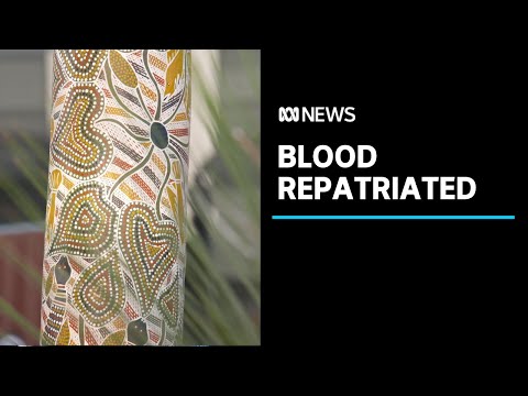Indigenous blood returned to country | ABC News