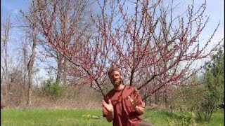Pruning Peach Trees (Open-Vase Style)