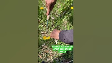 VÀO MÙA HÁI HOA BỒ CÔNG ANH RỒI BÀ CON ƠI #vuisongmoingay #2023 #cuộcsốngmỹxứtuyết