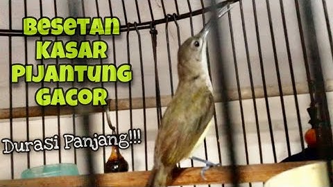 Masteran Pijantung Nembak Kasar‼️Suara Burung Pijantung Pisang Gacor  Durasi Panjang | Kicau Tembak