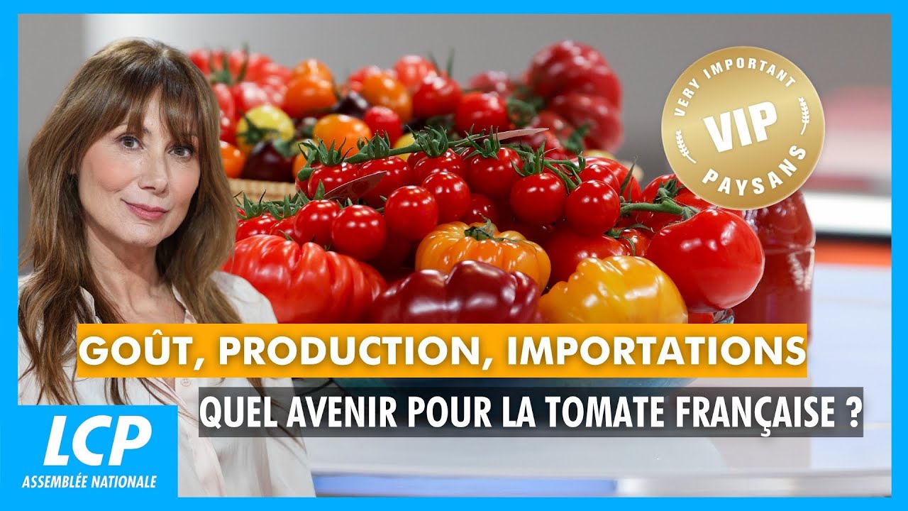 Goût, production, importations : Quel avenir pour la tomate française ? | VIP Very Important Paysans