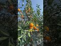 All kinds of fruit great harvest-Thousand of reasons use fish protein special fertilizer.