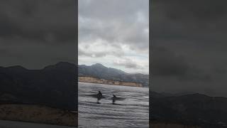 Εμφανίστηκαν δελφίνια σε ψάρεμα με καγιάκ