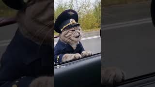 Причина остановки? 😹🚨