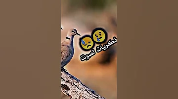 ذكريات الصوت 