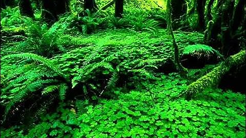 سورة ق كاملة بصوت جميل للقارىء ابراهيم الجبرين