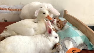 So funny! In order to monopolize the cat, the clever duck found another rabbit to lure the rabbit