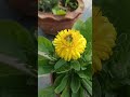 Calendula &amp; Cosmos Blooming Journey! 🌼✨