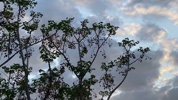 تلاوه خاشعه وجميله من سورة النمل بصوت القارئ/ إسلام صبحي