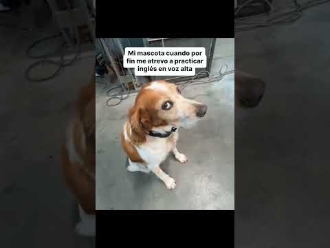 Los únicos testigos de tu inglés y decidieron juzgarte 😂