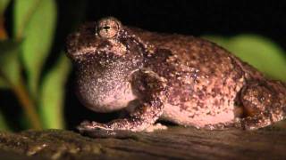 Cope's Gray Treefrog (Hyla chrysoscelis) Frog in Shelby North Carolina