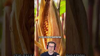 Corn Sweat Heatwave #science #agriculture #heatwave