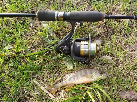 თევზაობა სპინინგით ქორჭილაზე