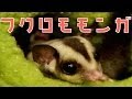 フクロモモンガを飼いたい方必見!この動画で全て分かるぞ! / So Cute Sugar Glider !