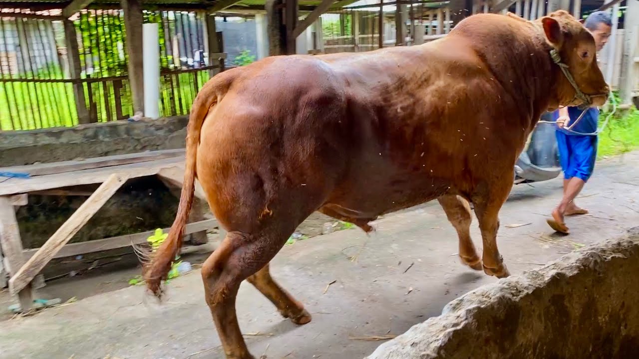 JANGAN MENCARI JEJAK @SetiaFarm DISINI ADA SAPI MEWAH 🔥🔥🔥 - YouTube