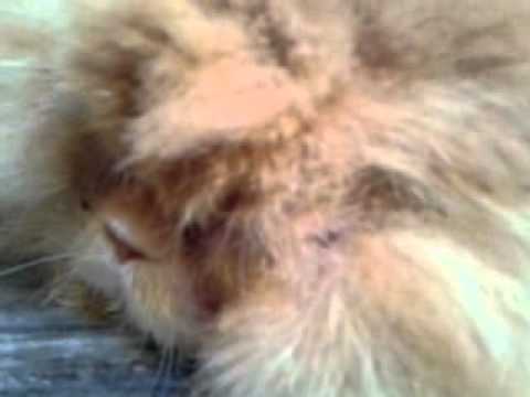 Chat Qui Ronfle Youtube