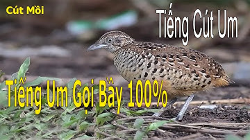 Tiếng Cút Um Mồi Gọi Bầy File Chuẩn Nhất Không Tạp Âm 2025