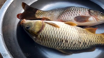 PA PỈNH TỘP "cá chép gập nướng "ĐẶC SẢN TÂY BẮC |DÂN TỘC TÂY BẮC