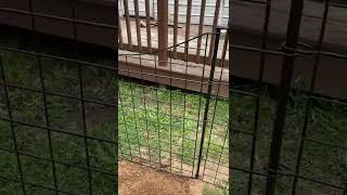Zippity No-Dig 3.25 ft H x 4 ft W Fence with Black Aluminum Walk-thru Gate Kit