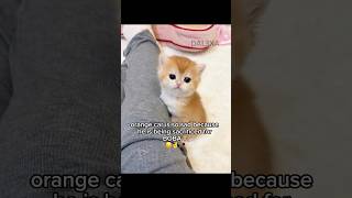 Tapioca Boba Eyes? 🧋