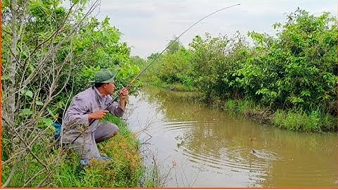 Đụng bầy cá rô phi khủng ở vườn mai bỏ hoang. Bỏ mòi xuống là giật lia lịa.....
