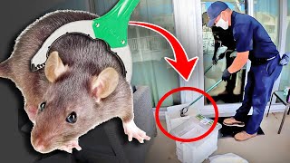 The disturbing case of the CUTEST RAT EVER….vs rat exterminator!