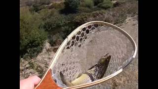 Fly fishing brown trout in Tasmania