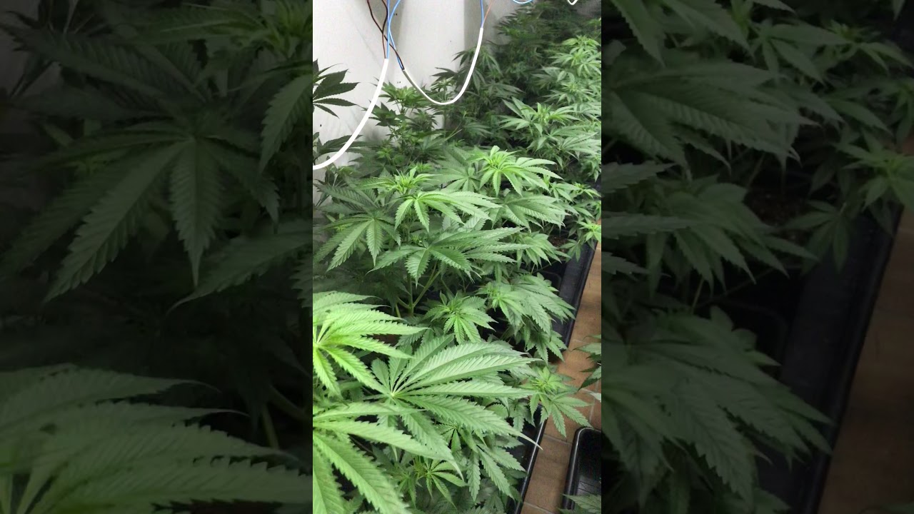 Amnesia Haze 2and Week Flowering