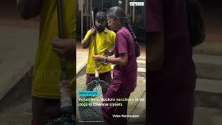 Volunteers, doctors vaccinate stray dogs in Chennai streets