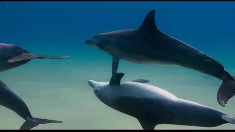 vlc record 2020 02 15 10h06m29s dvd