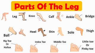 Parts of the leg | Body Parts English Vocabulary | Learn English