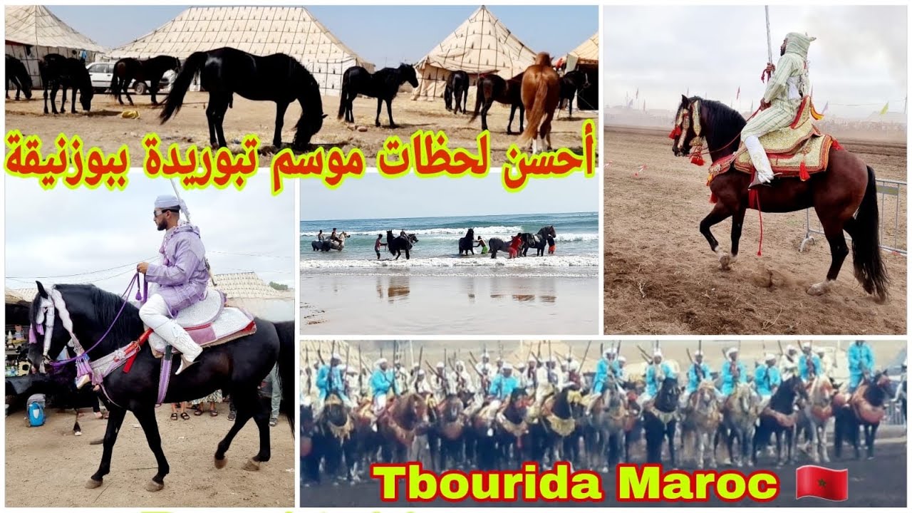 😍أحلى لحظات موسم تبوريدة #بوزنيقةأروع طلقات بارود 🐎خيول #المغرب الجمال الأناقة اللهم بارك #tbourida