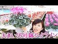 大きい！6号鉢シクラメン　6号ピアス大きさ比較楽天　ニキフルール　ギフト　プレゼント　鉢花　母の日　hydrangea　あじさい　cyclamen　シクラメン　japan　群馬の鉢花