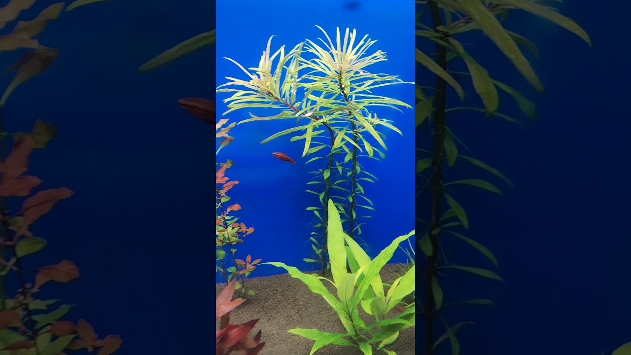 ранее неизвестное растение, оказалось Людвигией Кубинской