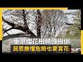 樹倒危險依舊賞花
