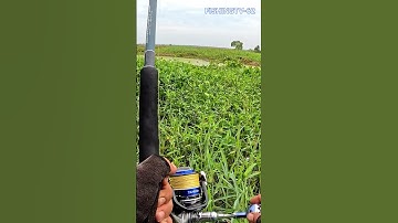 Hugo ăn bên kìa bờ #4 - Câu cá lóc VQG Tràm Chim  #fishingtv62 #caucaloc #review62 #tramchim