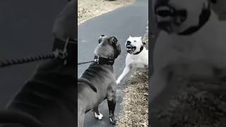 Ferocious: Dogo Argentino vs Pitbull - the Fight of the Century dog pitbull dogoargentino dogs
